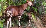 Afrika-Diorama-20 Okapi
