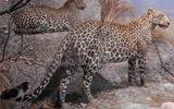 Afrika-Diorama-8 Afrikanischer Leopard